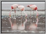 Pochylone, Flamingi Krótkodziobe, Woda, Odbicie