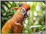 Pomarańczowa, Papuga, Ara