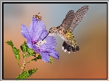 Koliber, Pszczoła, Kwiat