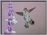 Ptak, Koliber, Fioletowo-biały, Kwiat
