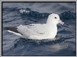 Fale, Ptak, Fulmar