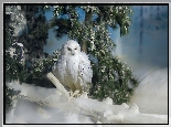 Ptak, Sowa śnieżna, Gałązki, Śnieg