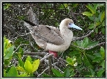 Ptak, Red Stąpający Booby, Gałązki, Liście
