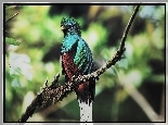 Kolorowy, Ptak, Quetzal