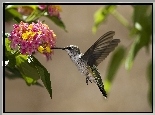 Ptak, Koliber, Kwiaty, Liście