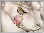 Ptak, Kwiat, Magnolia, Pąk