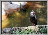 Ptak, Inca Tern, Czerwony, Dziób, Rzeka
