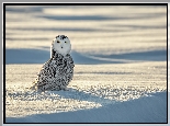 Ptak, Sowa śnieżna, Śnieg