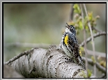 Ptak, Lasówka, Myrtle warbler, Gałąź