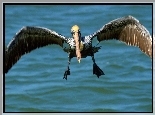 Ptak Wodny, Pelikan
