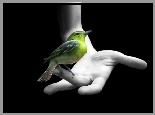 Zielony, Ptak, Ręka
