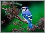 Ptak, Modrosójka