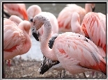 Ptaki, Flamingi Chilijskie, Stado