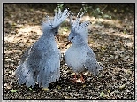 Ptaki, Kagu, Nowa, Kaledonia
