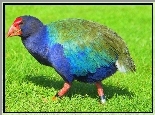 Ptaki, Takahe