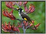 Ptaszek, New Holland Honeyeater, Kwiat