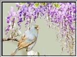Ptaszek, Wisteria