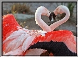 Dwa, Różowe, Flamingi