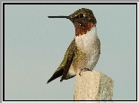 Koliber Rubinobrody, Palik