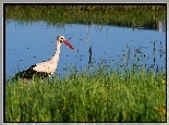Bocian, Rzeka, Trawy