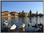Rzeka, Łabędzie, Budynki, Miasto