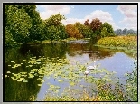 Rzeka, Łabędzie, Drzewa, Trawy