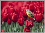Tulipany, Sikorka, Bogatka