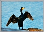 Kormoran, Skrzydła, Woda