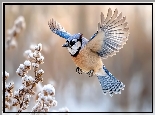 Modrosójka, Lot, Rozpostarte, Skrzydła, Ośnieżona, Roślina
