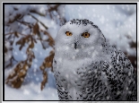 Sowa śnieżna, Ptak, Zima