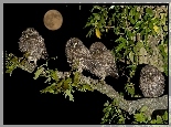 Cztery, Sowy, Gałąź