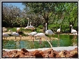Stadko, Flamingów
