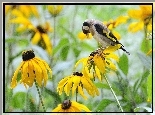 Szczygieł, Rudbekia