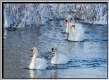 Łabędzie, Jezioro, Szuwary, Zima