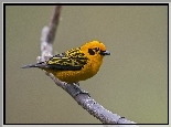 Tanager, Zloty