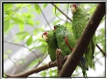 Trzy, Papugi, Amazonki Bia�oczelne, Konar