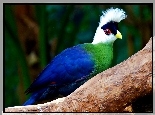 Turaco, Konar