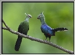 Ptaki, Turaco, Para