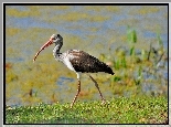 Ibis, Woda, Rośliny