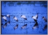 Ptak Wodny, Ibis
