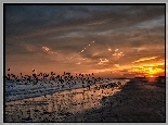 Wybrzeże, Plaża, Ptaki, Molo, Zachód, Słońca