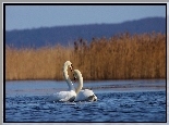 Zakochane, Łabędzie, Jezioro, Trzcina