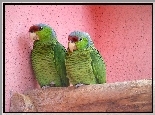 Dwie, Zielone, Papużki