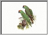 Zielone, Papugi, Szyszka, Edward Lear