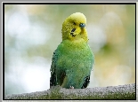 Zielono-żółta, Papuga, Papużka falista