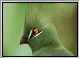 Zielony, Turaco