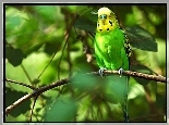 Zielono, Żółta, Papuga, Gałąź