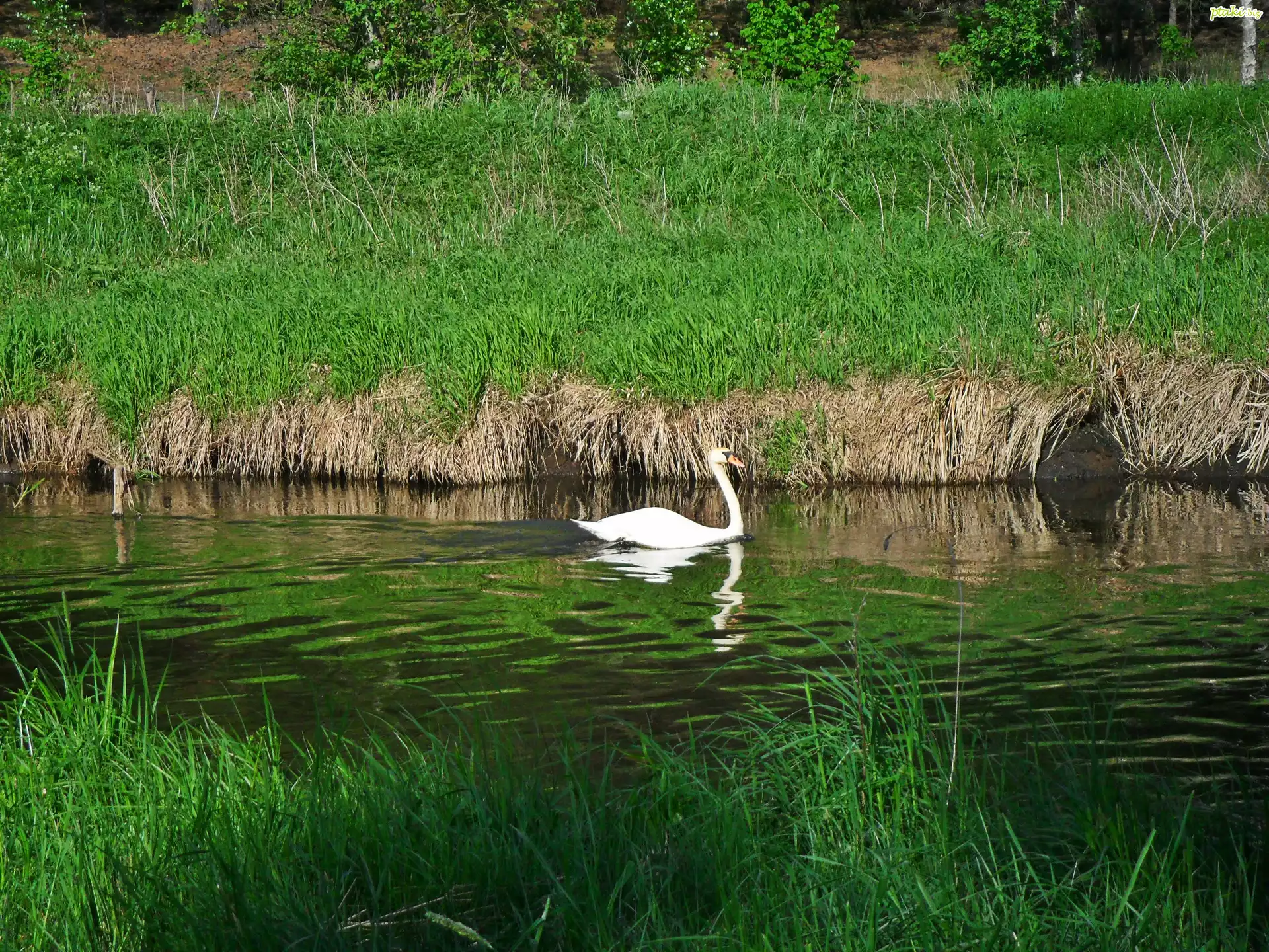 Łabędź, Rzeka