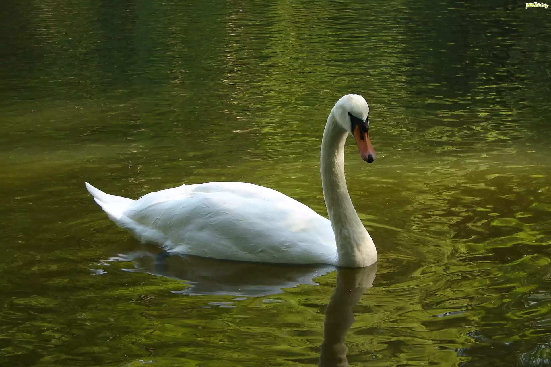 Łabędź, Staw