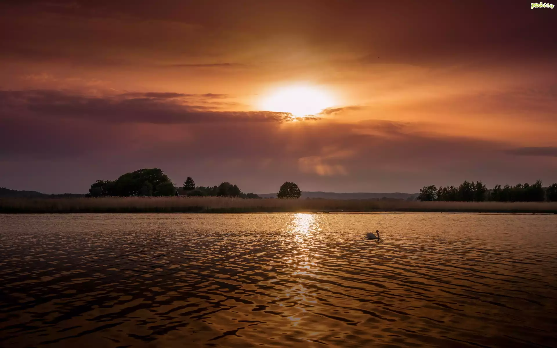 Jezioro, Łabędź, Łąki, Drzewa, Góry, Chmury, Promienie, Słońca